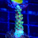 Mile High Acro-Acropora sp.
