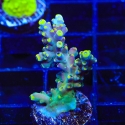 Bollywood-Acropora sp.