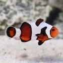 Captive Bred Mocha Gladiator/Davinci Clownfish (Amphiprion ocellaris)