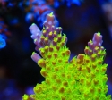 Rainbow Loom Acropora-Acropora sp.