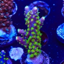 Rainbow Loom Acropora-Acropora sp.