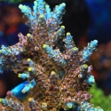 Long Island Acropora-Acropora sp.