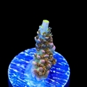 Long Island Acropora-Acropora sp.