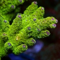 Margaritaville Acropora-Acropora sp.