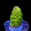 Margaritaville Acropora-Acropora sp.