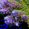 The Fuzz Acropora-Acropora sp.