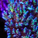 Vivid's Rainbow Delight Acro-Acropora sp.
