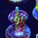 Vivid's Rainbow Delight Acro-Acropora sp.