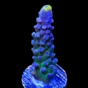Yellow Tip Acropora-Acropora sp.