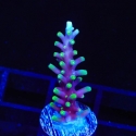 Ms. Pacman Dragon-Acropora sp.