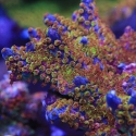 Tesla Acro-Acropora sp.