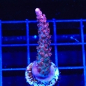 Tesla Acro-Acropora sp.