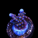 Fireworks Acropora-Acropora sp.