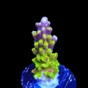 Paletta Pink Tip Acropora-Acropora sp.