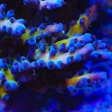 Aussie Gold Acropora-Acropora sp.