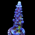 Aussie Gold Acropora-Acropora sp.