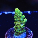 Dan Ackroyd Acropora-Acropora sp.