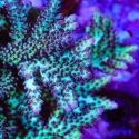 Aqua Delight Acro-Acropora sp.