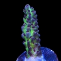 Aqua Delight Acro-Acropora sp.
