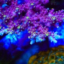 Purple Rain Acropora-Acropora sp.