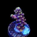 Purple Rain Acropora-Acropora sp.