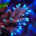 Rainbow Sherbert Acropora-Acropora sp.