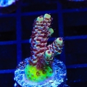 Rainbow Sherbert Acropora-Acropora sp.