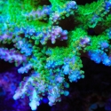 Shock Tart Acropora-Acropora sp.