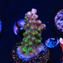 Shock Tart Acropora-Acropora sp.