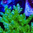 Green Hornet Acropora-Acropora sp.