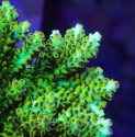 Lauras Purple Polyp Acro-Acropora sp.