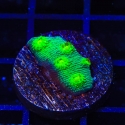 Hollywood Stunner Chalice-Echinopora Lamellosa