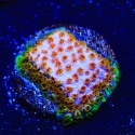 Skittles Bomb Cyphastrea-Cyphastrea sp.