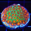 Mayhem Leptastrea-Leptastrea sp