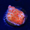 Red Brick Cyphastrea-Cyphastrea sp.