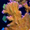 Orangepeel Setosa-Montipora setosa