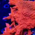 Red Setosa-Montipora setosa