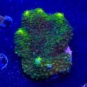 Spongodes-Montipora spongodes