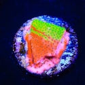 Danger Zone Graft-Montipora mollis
