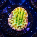 Emerald City Montipora-Montipora palwensis
