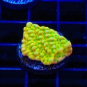 Emerald City Montipora-Montipora palwensis