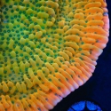 Kaboom Montipora-Montipora palwensis