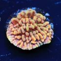 Kaboom Montipora-Montipora palwensis