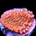 Death Spiral Montipora-Montipora cebuensis