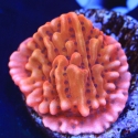 Death Spiral Montipora-Montipora cebuensis