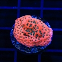 Silver Bullet-Montipora undata