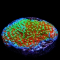 Aquaman Montipora-Montipora monasteriata