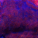 Mystic Sunset Montipora-Montipora mollis