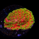 Sunset Montipora-Montipora nodosa