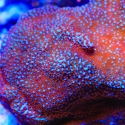 Superman Montipora-Montipora monasteriata